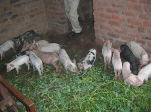 Uganda16