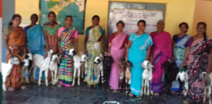 India Goat Project