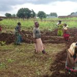 Nigeria - Rice Huller and Thresher