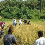 Nigeria - Rice Huller and Thresher