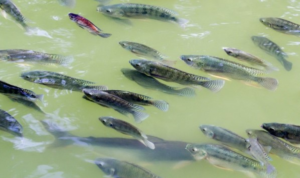 Tilapia Fish Farming